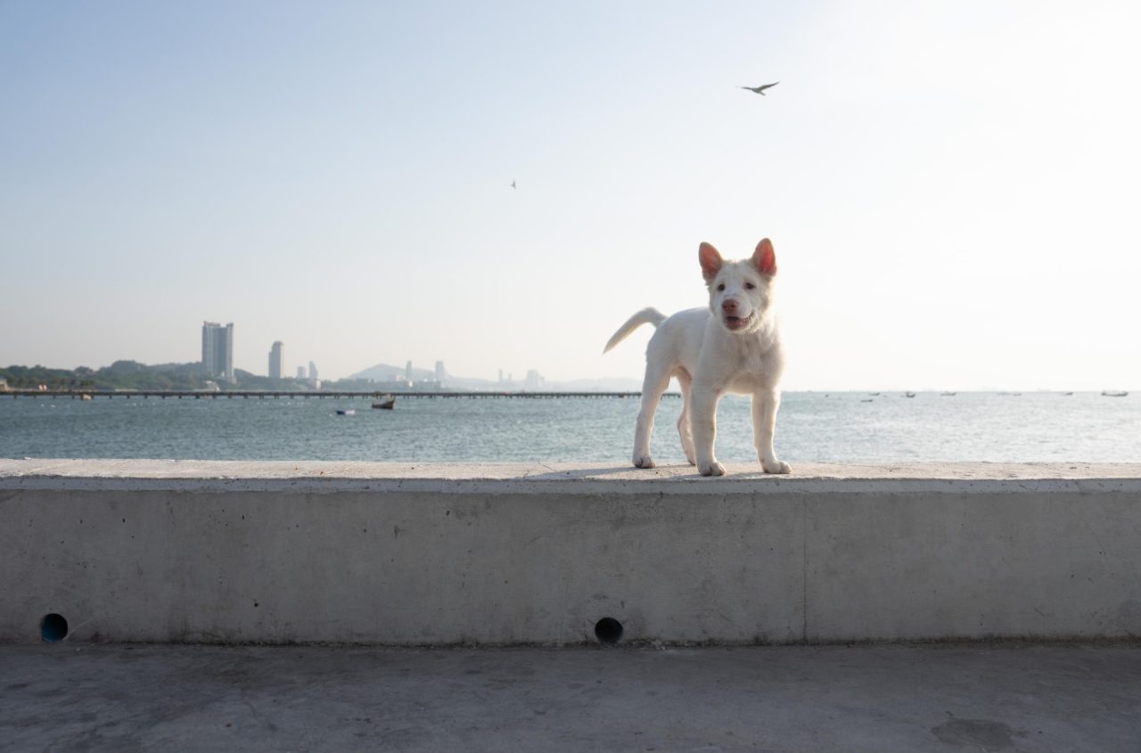 003_“โกฮัง.หัวใจโกโฮม”_0