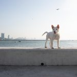 “หมู-บาส-อัตต้า” ผนึกกำลัง กำกับ “โกฮัง..หัวใจโกโฮม” เผยเบื้องหลังสุดท้าทาย ถ่ายทอดชีวิต ‘โกฮัง’ 3 ช่วงวัย (“โกฮัง..หัวใจโกโฮม” 2 เมษายนนี้ ในโรงภาพยนตร์)