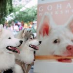 GDH จับมือ CPN จัดกิจกรรม “โกเวิร์กช็อปไปกับเจ้าโกฮัง” เนรมิตพื้นที่ศูนย์การค้า “CENTRAL WESTVILLE – CENTRAL EASTVILLE” รวมงานคราฟต์ สุดคิวต์ โดนใจกลุ่มคนรักสัตว์เลี้ยง